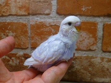 ジャンボセキセイ　２０１９年５月２日産まれ