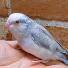 マメルリハ　コバルトファローパイド　男の子　２０１９年５月１９日撮影