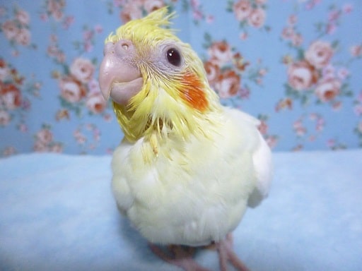 手乗りオカメインコ　ルチノー　ヒナ　６月１日