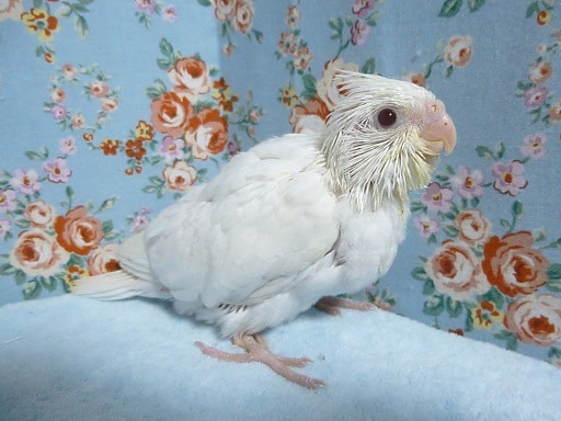 天使？手乗りオカメインコ（ピュアホワイト）ヒナ