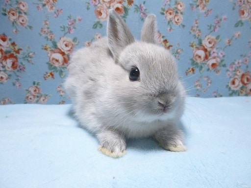 ネザーランドドワーフ（スクワーレル）の女の子　５月１４日