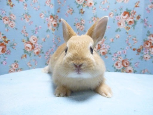 ４月生まれのネザーランドドワーフラビット（オレンジ）女の子