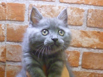 ブリティッシュショートヘアーお鼻まわりのこんもり具合が最高！