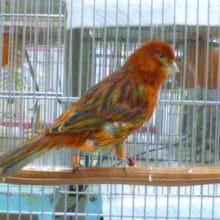 カナリア　ブロンズ　メス　Ｈ３０年産まれ　