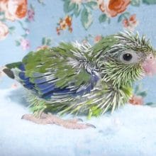 手乗りマメルリハ（ノーマル）男の子のひな