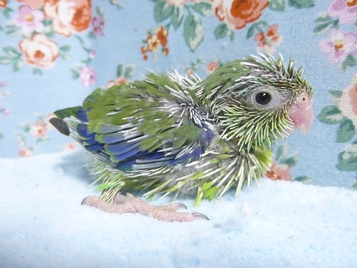 手乗りマメルリハ（ノーマル）男の子のひな