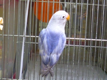 とても珍しいカラーのボタンインコ（セーブル）