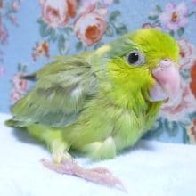 手乗りマメルリハ（パイド）可愛い女の子