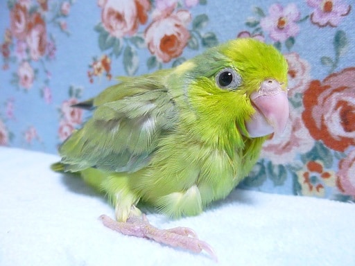 手乗りマメルリハ（パイド）可愛い女の子