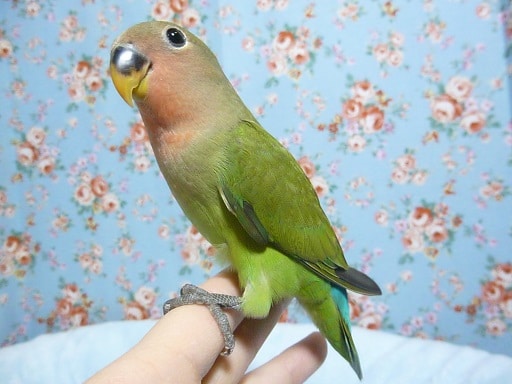 手乗りコザクラインコ　ノーマル　ヒナ餌卒業済　６月１１日