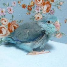 手乗りマメルリハ（ブルー）男の子のヒナ