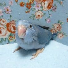 手乗りマメルリハ（コバルト）ヒナの女の子