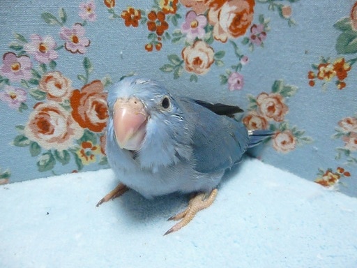 手乗りマメルリハ（コバルト）ヒナの女の子