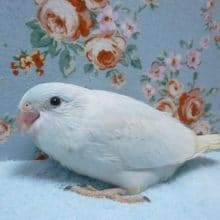 マメルリハ（アメリカンホワイト）女の子｜人気カラーです！