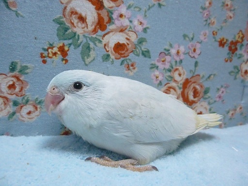 マメルリハ（アメリカンホワイト）女の子｜人気カラーです！