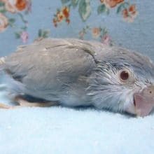 珍しいカラーのマメルリハ（コバルトファロー）女の子