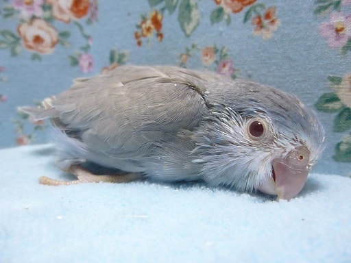 珍しいカラーのマメルリハ（コバルトファロー）女の子