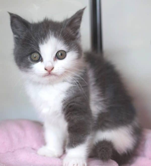 ブリティッシュ・ショートヘア（ブルー＆ホワイト）