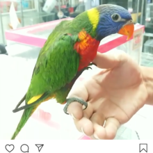 ゴシキセイガイインコの動画（２０１９年６月２９日撮影）