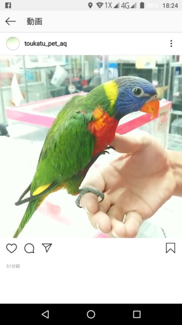 ゴシキセイガイインコの動画（２０１９年６月２９日撮影）