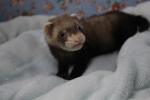 おっとりしたパスバレーフェレット（セーブル）の男の子