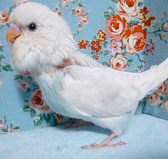 ジャンボセキセイインコ（ブルースパングル）２０１９年７月２８日撮影