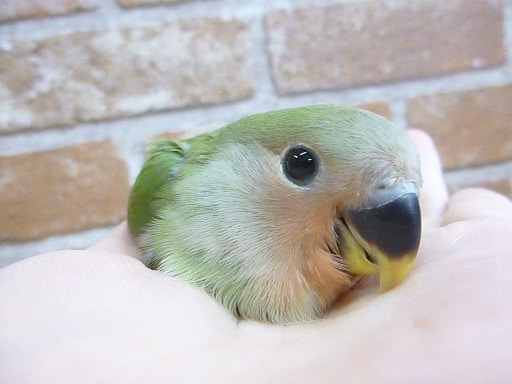 手乗りコザクラインコ　ノーマル　ヒナ　７月３日