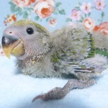 手乗り　コザクラインコ　ノーマル　ヒナ　７月２５日