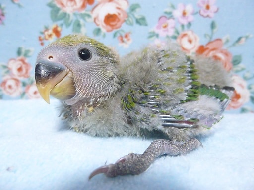手乗り コザクラインコ ノーマル ヒナ 7月25日 手乗り コザクラインコ ノーマル ヒナ 7月25日