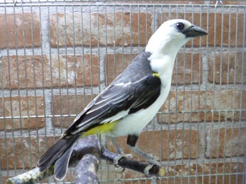 シロガシラウシハタオリ　２０１９年７月２８日撮影