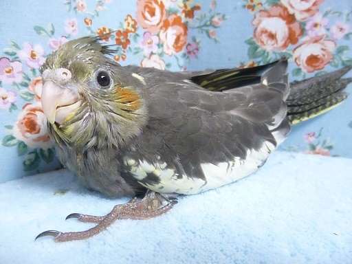 手乗りオカメインコ　ノーマル　７月１８日