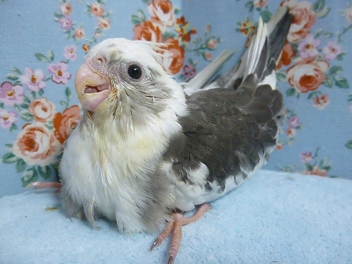 手乗りオカメインコ　ホワイトフェイスパイド　２０１９年７月１８日撮影