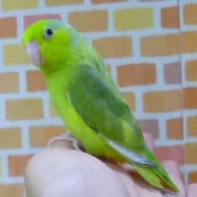 とっても綺麗になりました！マメルリハ　パイドの女の子２０１９年７月２１日撮影　　