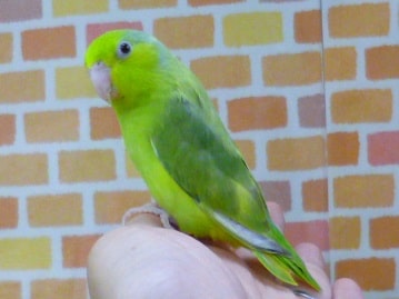 とっても綺麗になりました！マメルリハ　パイドの女の子２０１９年７月２１日撮影　　