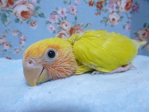 手乗りコザクラインコ　ゴールデンチェリー　ヒナ　７月２５日