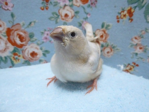 手乗りキンカチョウ　シナモン　７月１日