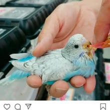 大人気のジャンボセキセイインコ（スパングル）モグモグ動画