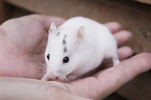 おっとり系のダルメシアンハムスターの女の子