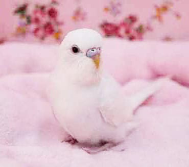 当店ではかなり人気！セキセイインコ（アルビノ）