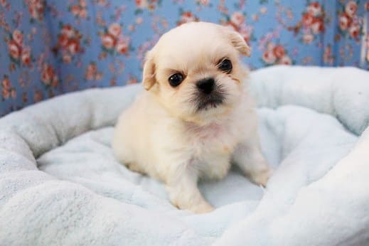 アザラシ似？！ペキニーズの男の子