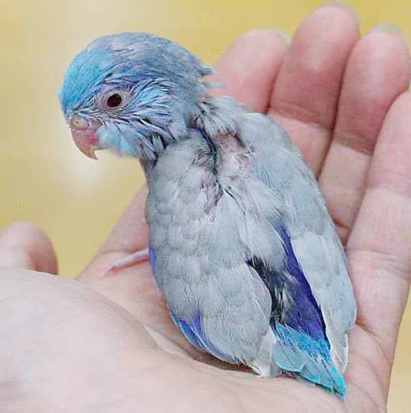 これはレア！マメルリハ（ブルーファロー）2019年07月24日