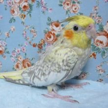 手乗りオカメインコ（シナモンパール）ヒナ餌卒業済み　７月３０日