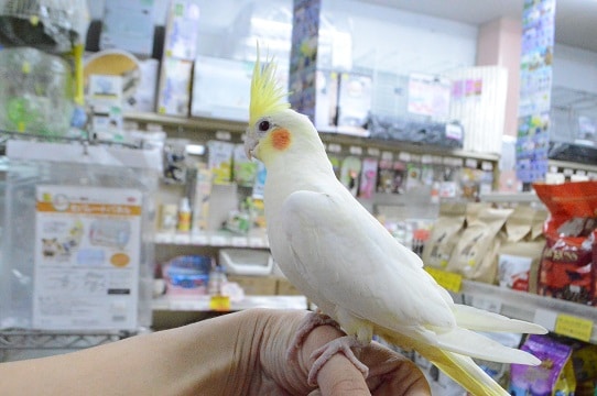 人気カラーのオカメインコ（ルチノー）