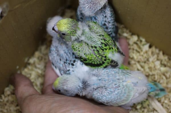 セキセイインコ（ウブウブのヒナ）きました！
