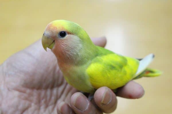 小桜インコ（タイガーチェリー）2019年07月20日