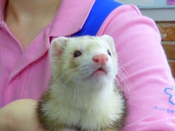 マーシャルフェレット（スターリングシルバー）男の子　２０１８年１２月１２日生まれ