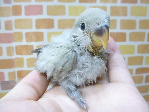 手乗りコザクラインコ　モーヴ　ヒナ　８月１３日