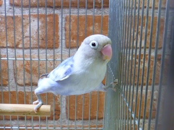 激レアカラーのボタンインコ（セーブル）　２０１９年８月２３日撮影　