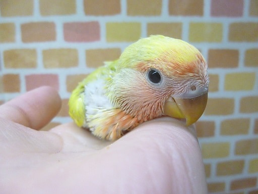 手乗りコザクラインコ　タイガーチェリー　８月２５日