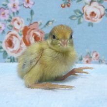 ヒメウズラ　ヒナ　８月１日